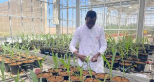 Sahara : l’ASARI valorise la science pour les agriculteurs à Foum El Oued