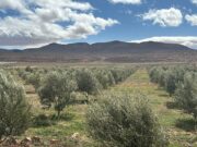 Jerada : l’olivier, le nouvel atout économique de la province