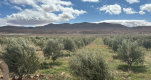 Jerada : l’olivier, le nouvel atout économique de la province