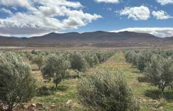 Jerada : l’olivier, le nouvel atout économique de la province