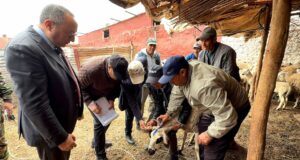 Optimisation des contrôles à Settat pour la préservation des femelles et la relance du cheptel