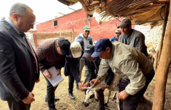 Optimisation des contrôles à Settat pour la préservation des femelles et la relance du cheptel