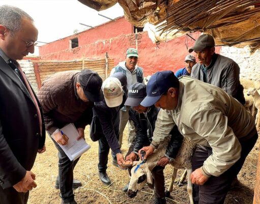 Optimisation des contrôles à Settat pour la préservation des femelles et la relance du cheptel