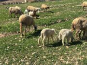 Reconstitution du cheptel national : début du contrôle et paiement de la deuxième tranche de l’aide directe