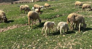 Reconstitution du cheptel national : début du contrôle et paiement de la deuxième tranche de l’aide directe