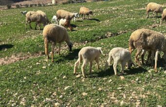 Reconstitution du cheptel national : début du contrôle et paiement de la deuxième tranche de l’aide directe