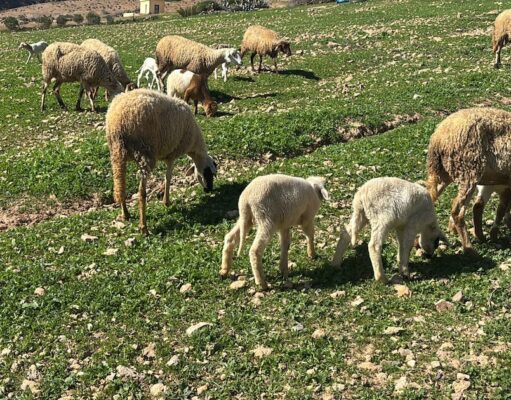 Reconstitution du cheptel national : début du contrôle et paiement de la deuxième tranche de l’aide directe